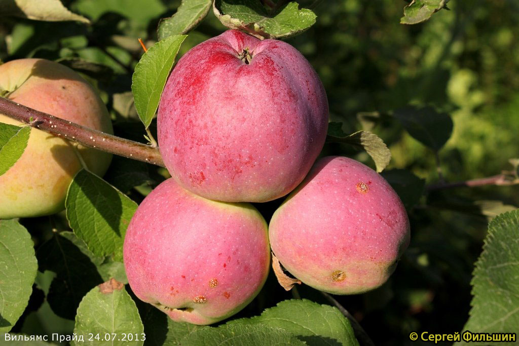 Яблоня Вильямс Прайд - описание сорта, отзывы и фото яблок